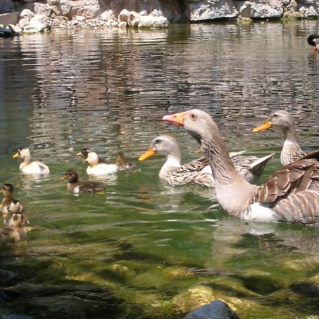 Adrasan River Hotel Kumluca Buitenkant foto